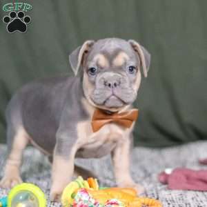 Bryce, French Bulldog Puppy